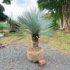 2025年最新】ロストラータ ユッカの人気アイテム - メルカリ