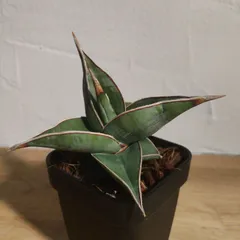 2025年最新】サンスベリア ピングイキュラの人気アイテム - メルカリ