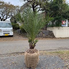 デカ盛りソテツ・トルネード1号です。 - メルカリ