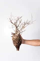 2025年最新】パキプス ベアルートの人気アイテム - メルカリ