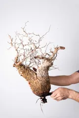 2025年最新】オペルクリカリア パキプス ベアルートの人気アイテム