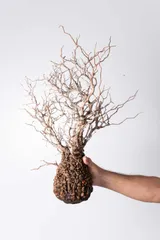 良型‼️ 塊根植物 オペルクリカリア パキプス 現地球 ベアルート