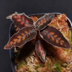 2025年最新】シストーチスの人気アイテム - メルカリ