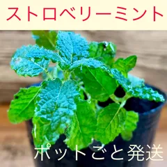 ストロベリーミント苗　2株入り　ポット発送　かわいい　いちごの香り🍓のサムネイル