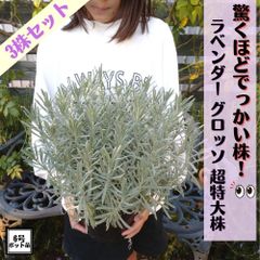 バラ 台木 20本セット《国産Aグレード品》ノイバラ 切り接ぎ用台木