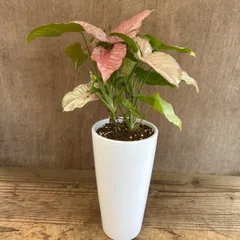 シンゴニウム　コンフェッティ　白陶器鉢　Syngonium podophyllum ‘confetti’  サトイモ科　シンゴニウム属 シンゴニウム   観葉植物 観葉 植物 インテリア プレゼント おしゃれ かわいい  グリーン