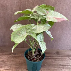 シンゴニウム コンフェッティ ①　現品　Syngonium podophyllum ‘confetti’  サトイモ科　シンゴニウム属 シンゴニウム   観葉植物 観葉 植物 インテリア プレゼント おしゃれ かわいい  グリーン