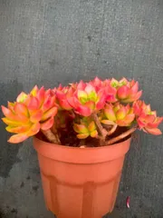 12株×ティア 多肉植物 エケベリア セダム アエオニウム グラプトペタルム 韓国苗 寄せ植え ZX182