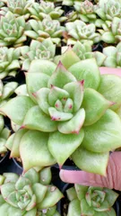 50株×バラ 多肉植物 エケベリア セダム アエオニウム グラプトペタルム 韓国苗 寄せ植え YP140