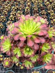 6株×ドウガン 多肉植物 エケベリア セダム アエオニウム グラプトペタルム 韓国苗 寄せ植え YP175