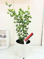 2026年最新】ベンジャミンバロックの人気アイテム - メルカリ