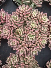 2025年最新】錦 アエオニウムの人気アイテム - メルカリ