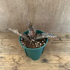 サンセベリア キルキーコパトーン ⑤ Sansevieria kirkii var pulchra‘Coppertone' サンスベリア 観葉植物 観葉 植物 珍奇植物 珍奇 珍しい レア 希少 インテリア プレゼント おしゃれ 空気清浄 ミニ グリーン 銅葉