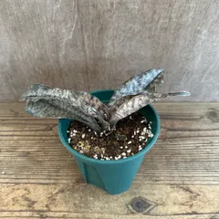 サンセベリア　キルキー　コパトーン⑥　Sansevieria kirkii var pulchra‘Coppertone' サンスベリア 観葉植物 観葉 植物 珍奇植物 珍奇 珍しい レア 希少 インテリア プレゼント おしゃれ 空気清浄 ミニ グリーン 銅葉