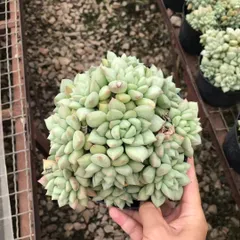 【8株の抜き苗セット】アイボリー群生　多肉植物　佐川急便発送　エケベリア　韓国苗　Z1242