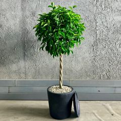 大型 幹太 根上がり モンステラ デリシオーサ 9号 テラコッタ鉢植え