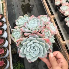 【12株の抜き苗セット】アイスグリーン　多肉植物　佐川急便発送　エケベリア　韓国苗　SKL1385