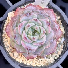 ❣️オリジナルエリザベス❣️現品 エケベリア 寄せ植え 多肉弁当 多肉植物 ❣️オリジナルエリザベス❣️現品 エケベリア 寄せ植え 多肉弁当 多肉