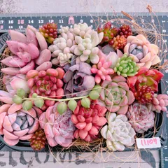 多肉植物 寄せ植えset♡11109