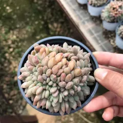 2026年最新】アリエル 多肉の人気アイテム - メルカリ