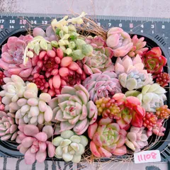 多肉植物 寄せ植えset♡11108