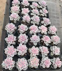 2025年最新】パープルディライトの人気アイテム - メルカリ