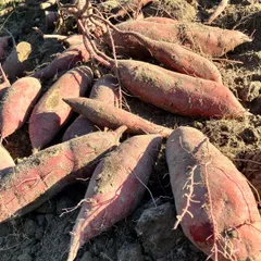 さつまいも食べ比べセット　コンパクト2、3種おまかせ（シルク、紅はるか、パープル、安納芋、鳴門）約1.1kg 栽培期間中農薬不使用 兵庫県産
