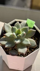 2025年最新】優木園 剣山の人気アイテム - メルカリ