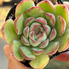 2025年最新】シムランスラグナサンチェスの人気アイテム - メルカリ