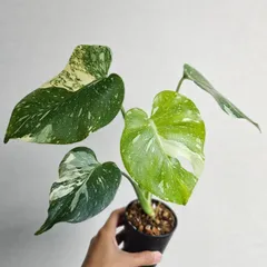 2025年最新】モンステラデリシオーサの人気アイテム - メルカリ