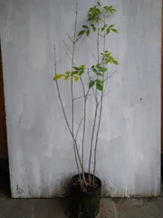 2025年最新】アオダモ 株立ちの人気アイテム - メルカリ