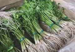 2026年最新】三関せりの人気アイテム - メルカリ