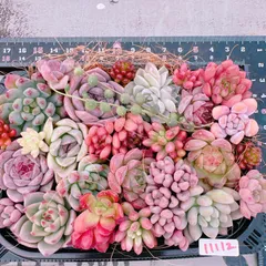 多肉植物 寄せ植えset♡11112