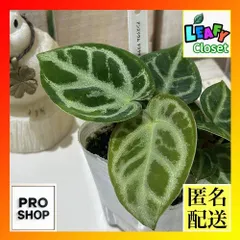 本日までセール❗️超希少❗️サイズ大❗️気根発根済アンスリウムドラヤキ新葉展開中✨️ 2025年最新】アンスリウム ドラヤキの人気アイテム - メルカリ