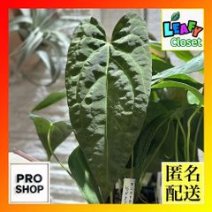 観葉植物　アンスリウム レッドクリスタリナム×クリスタリナム 3.5号スリット鉢(個体おまかせ1鉢)　インテリアグリーン 室内園芸 おしゃれ 可愛い かわいい(506702)