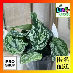 2025年最新】scindapsus スキンダプサスの人気アイテム - メルカリ