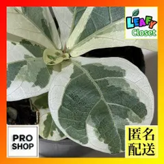 2025年最新】フィカス リラータ イヴォンヌの人気アイテム - メルカリ