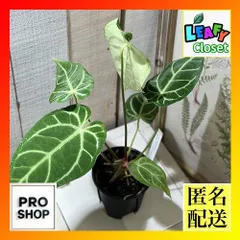 2025年最新】アンスリウムの人気アイテム - メルカリ