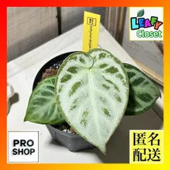 本日までセール❗️超希少❗️サイズ大❗️気根発根済アンスリウムドラヤキ新葉展開中✨️ 2025年最新】アンスリウム ドラヤキの人気アイテム - メルカリ