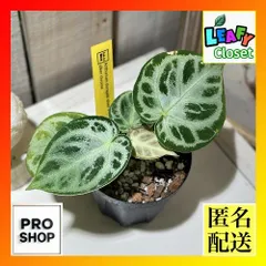 希少　アンスリウム　クラリネルビウム　斑入り　美株　激レア　鉢ごとメルカリ便③ 希少 アンスリウム クラリネルビウム 斑入り 美株 激レア 鉢ごと