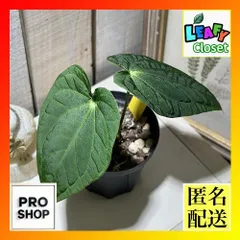 2025年最新】レアアンスリウムの人気アイテム - メルカリ