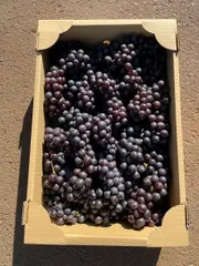 2025年最新】加工用ぶどうの人気アイテム - メルカリ