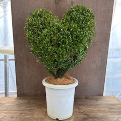【人気商品】ツゲ ウィンタージェム ハート ① 現品 8号1本 観葉植物 観葉 植物 レア 希少 インテリア プレゼント かわいい おしゃれ グリーン おすすめ 開店祝い 新築祝い 庭木 植木 盆栽 鉢植え ギフト 贈り物 ツゲの木 トピアリー ハート仕立て