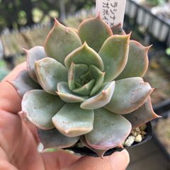 多肉植物 銀天女xシャビアナペレグリナ - メルカリ