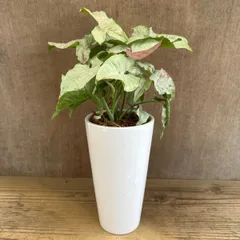シンゴニウム　コンフェッティ②　白陶器鉢　Syngonium podophyllum ‘confetti’  サトイモ科　シンゴニウム属 シンゴニウム   観葉植物 観葉 植物 インテリア プレゼント おしゃれ かわいい  グリーン