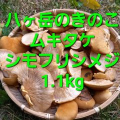 天然きのこ137 シモフリシメジ・クリタケ 1.1kg 八ヶ岳産 - メルカリ