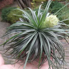 2025年最新】チランジアの人気アイテム - メルカリ