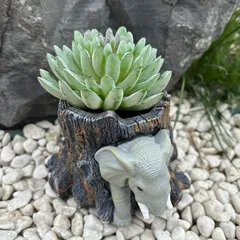 2025年最新】象 プランターの人気アイテム - メルカリ