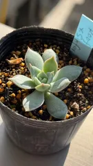 2025年最新】コロラータルーフの人気アイテム - メルカリ