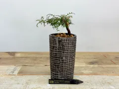 2025年最新】パキプス ベアルートの人気アイテム - メルカリ